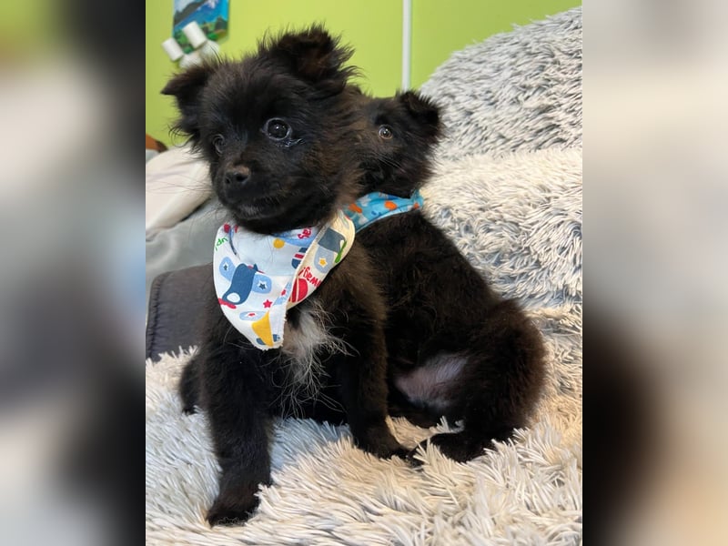 Loki SR - aufgeschlossen, verspielt