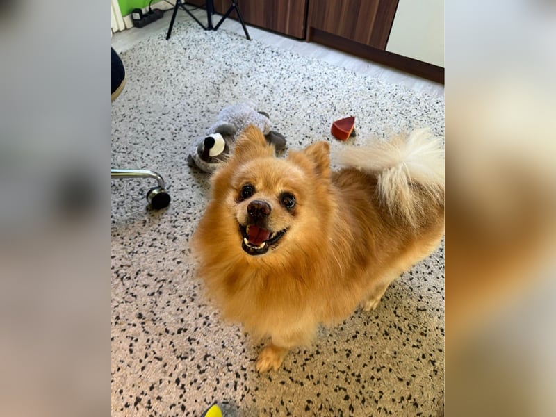 Peanut SR - freundlich, anfangs schüchtern