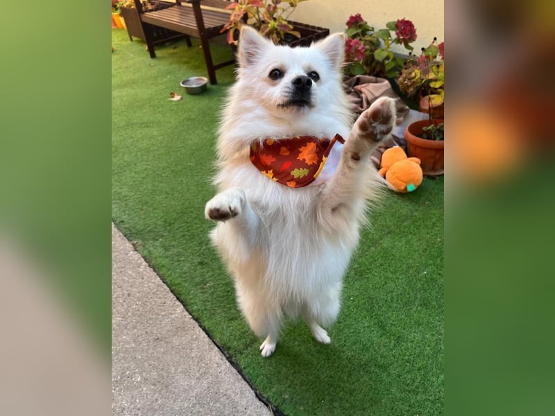 Fynn SR - superfreundlich, verspielt