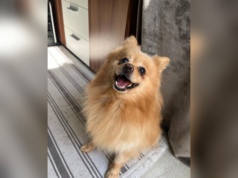 Peanut SR - freundlich, anfangs schüchtern