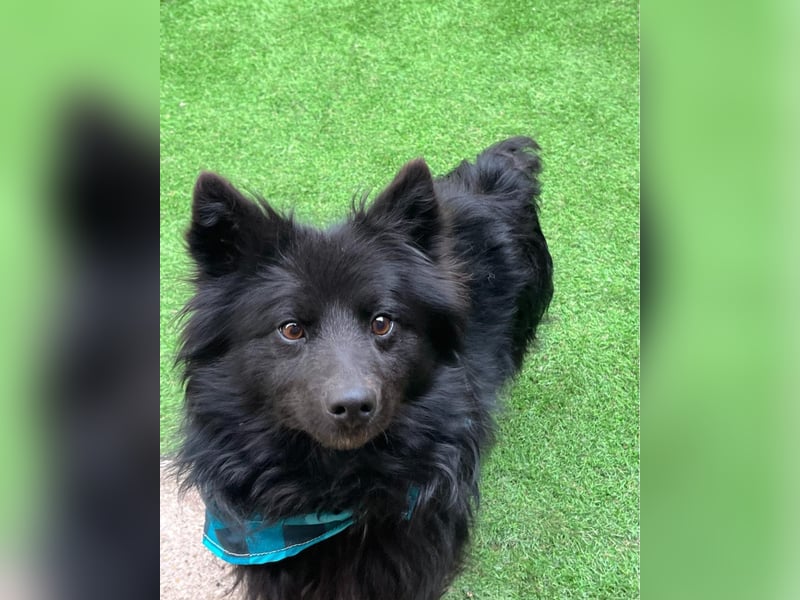 Momo SR - freundlich, verträglich