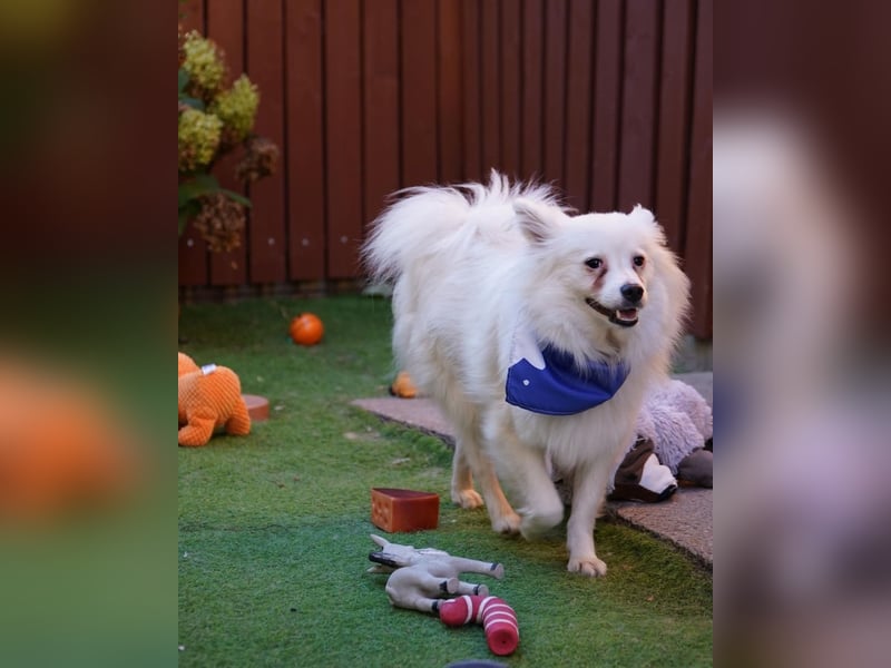 Pakito - verträglich, neugierig, anhänglich