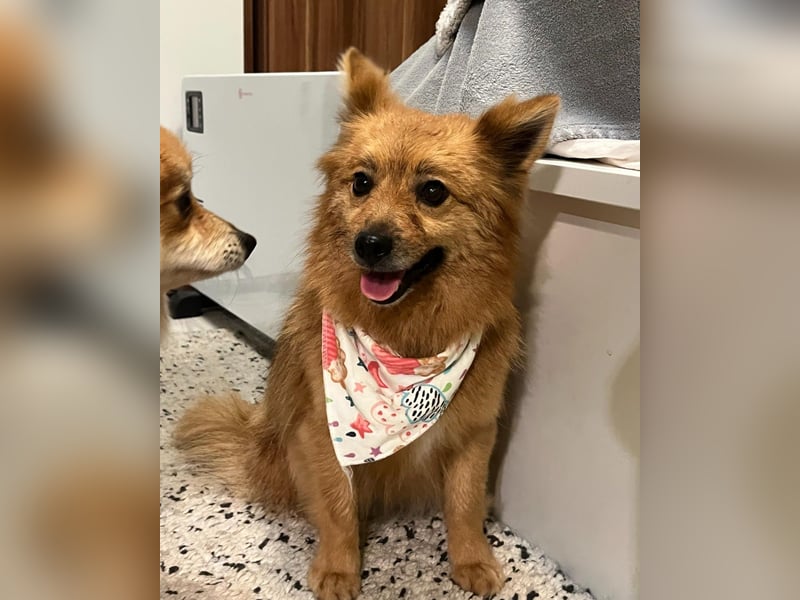 Molly SR - lieb, verträglich