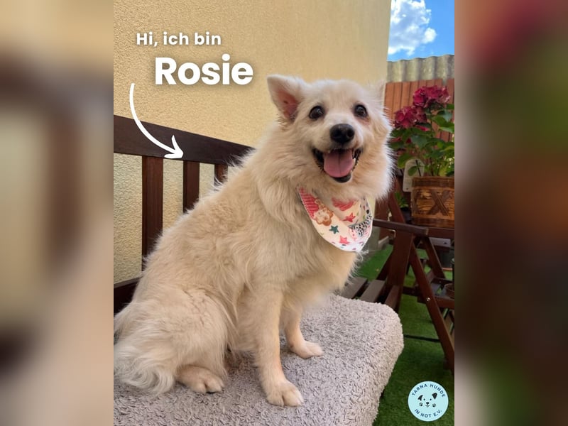 Rosie SR, super süß und freundlich