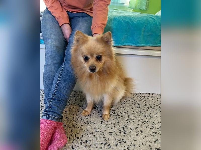 Peanut SR - freundlich, anfangs schüchtern