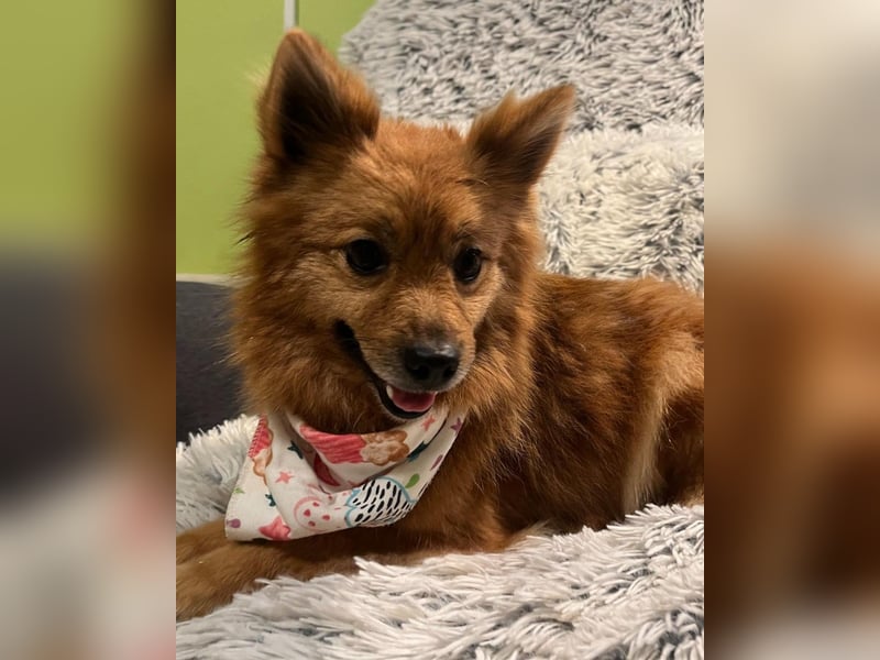 Molly SR - lieb, verträglich