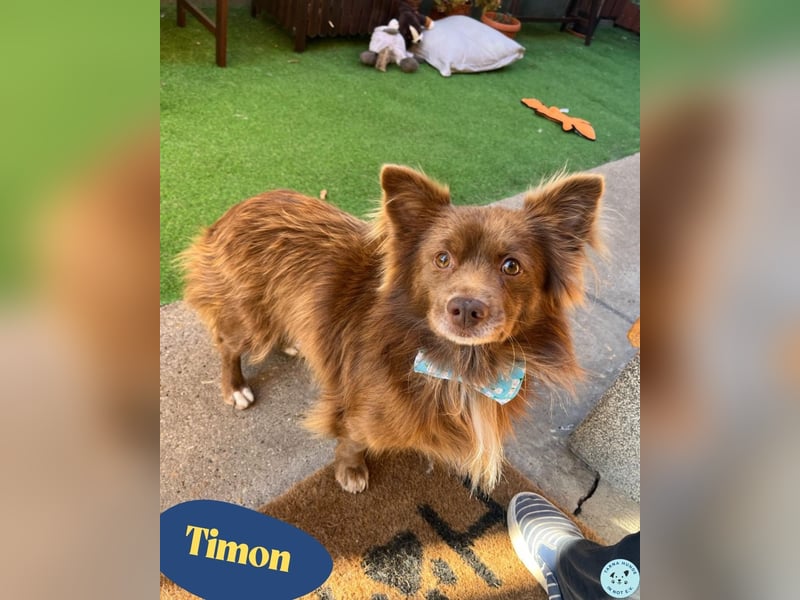 Timon SR - freundlich, gutherzig