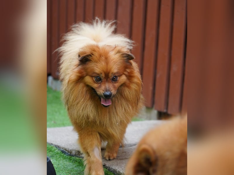 Balu SR - freundlich, verträglich