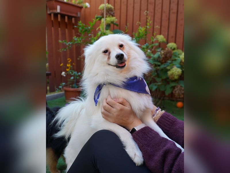 Pakito - verträglich, neugierig, anhänglich