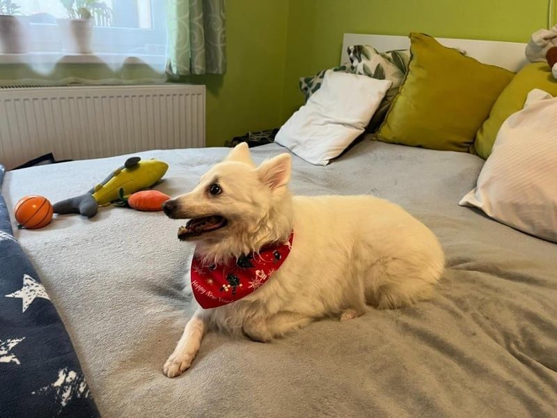 Glory SR - lieb, verschmust