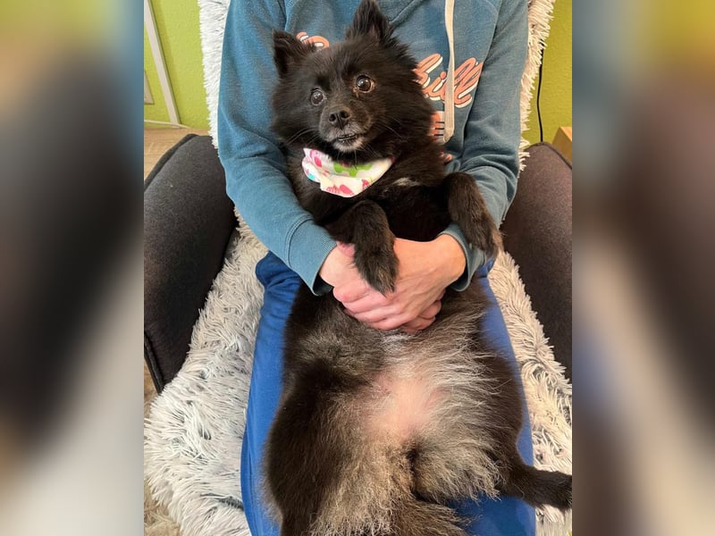 Mable SR- dominant, freundlich