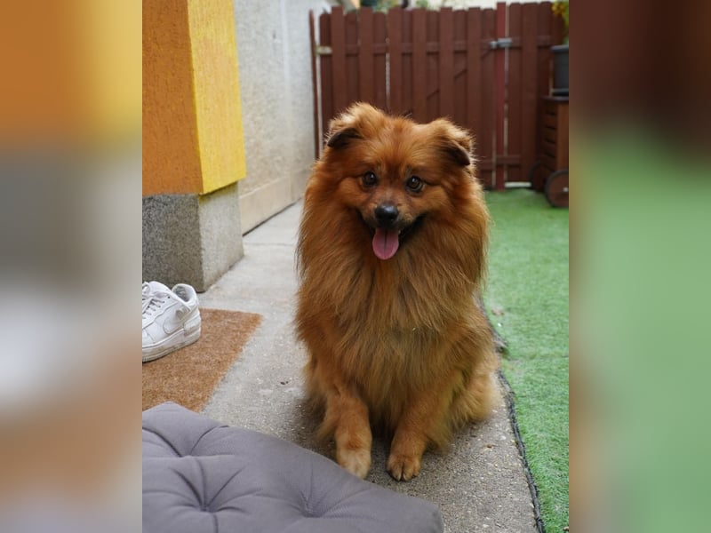 Balu SR - freundlich, verträglich