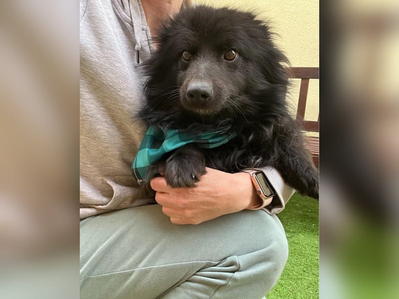 Momo SR - freundlich, verträglich