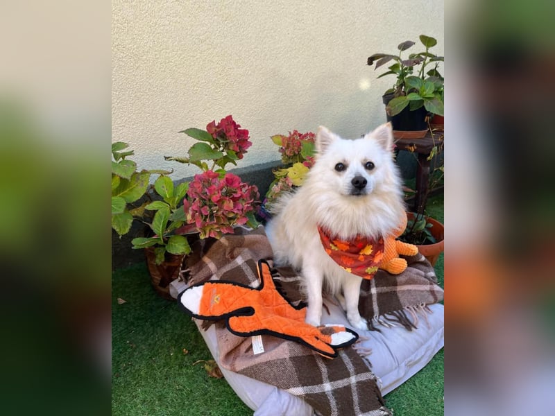 Fynn SR - superfreundlich, verspielt