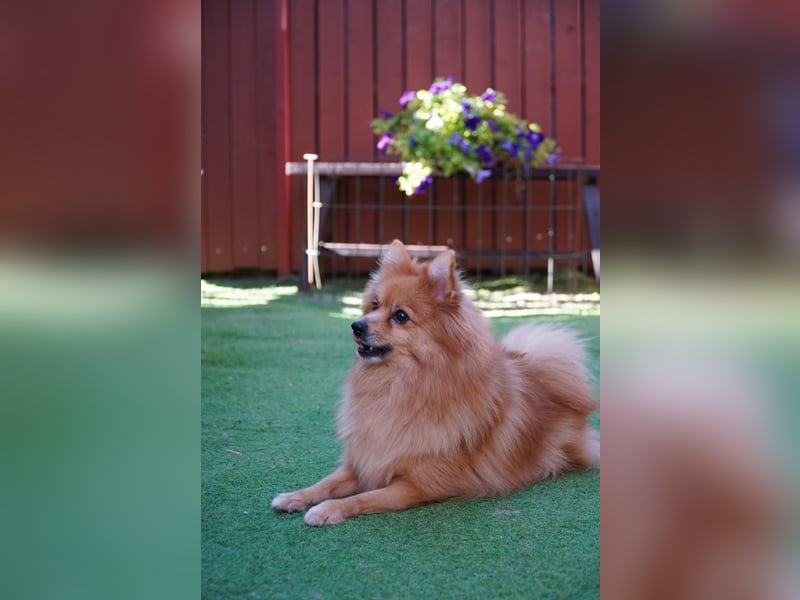 Teddy - Teo ein echter Spitz