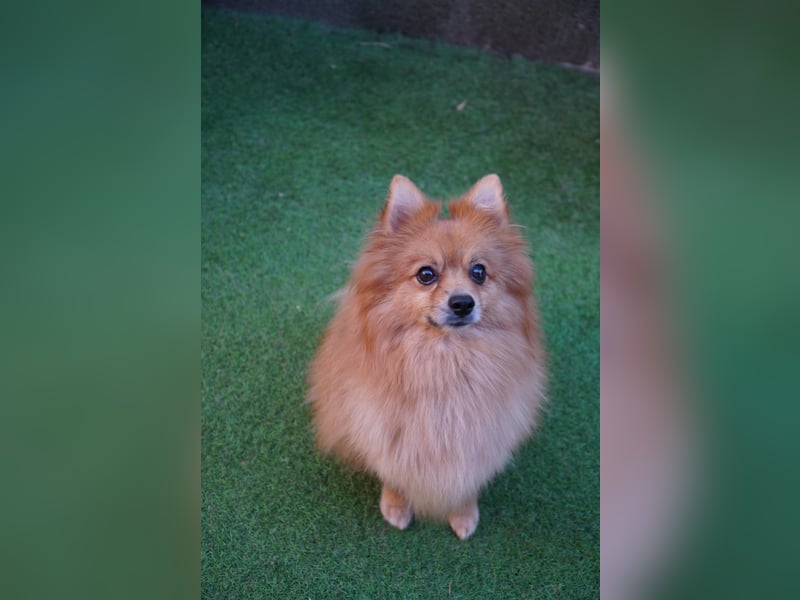 Teddy - Teo ein echter Spitz