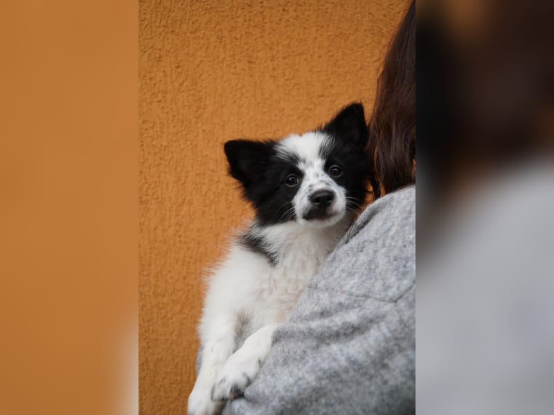 Dotty - kleines Spitzmädchen