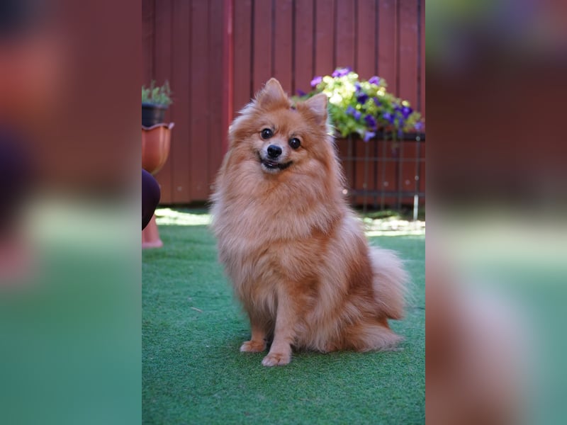 Teddy - Teo ein echter Spitz