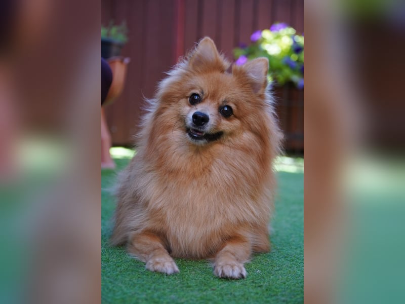Teddy - Teo ein echter Spitz
