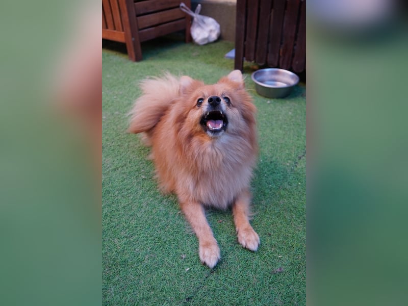 Teddy - Teo ein echter Spitz