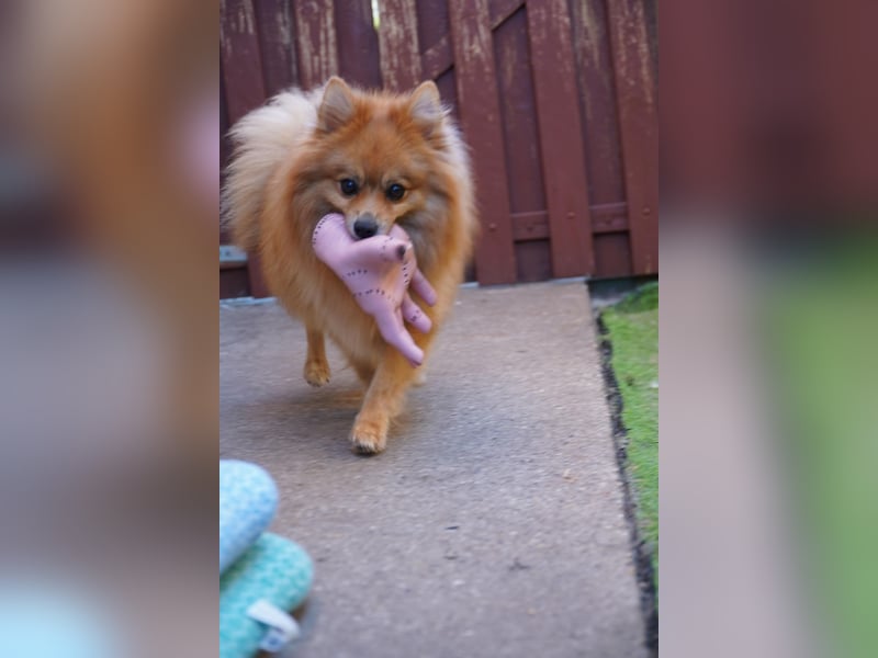 Teddy - Teo ein echter Spitz