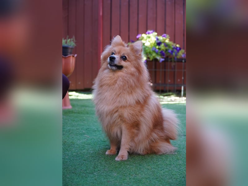 Teddy - Teo ein echter Spitz