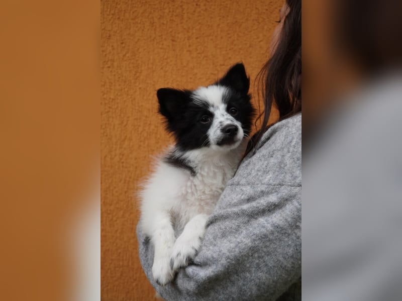 Dotty - kleines Spitzmädchen