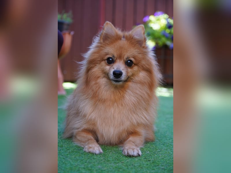 Teddy - Teo ein echter Spitz