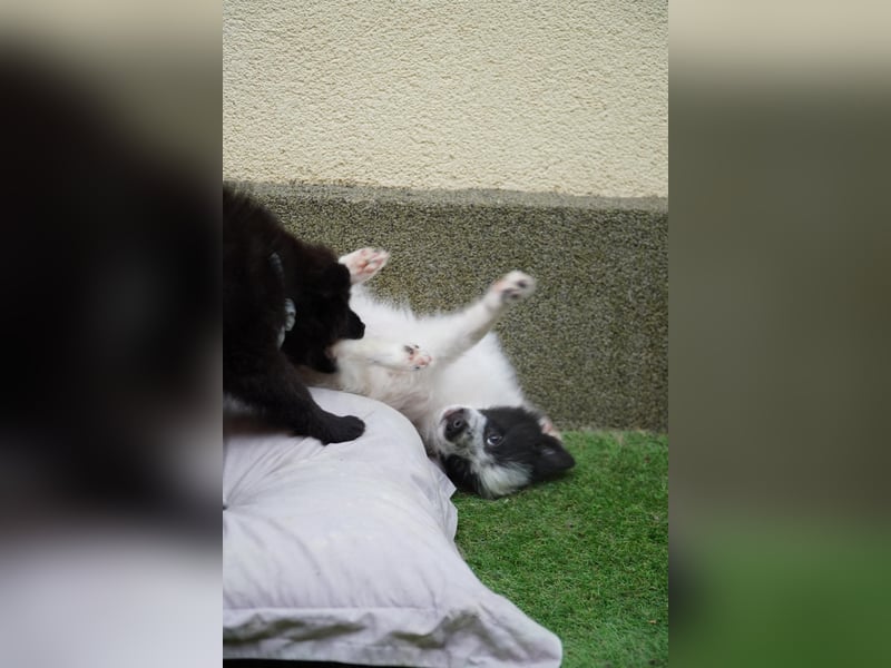 Dotty - kleines Spitzmädchen