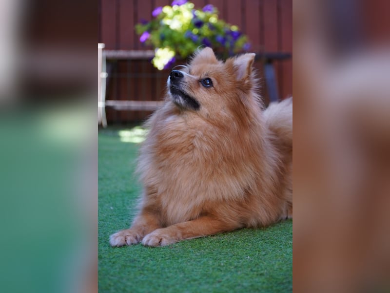 Teddy - Teo ein echter Spitz