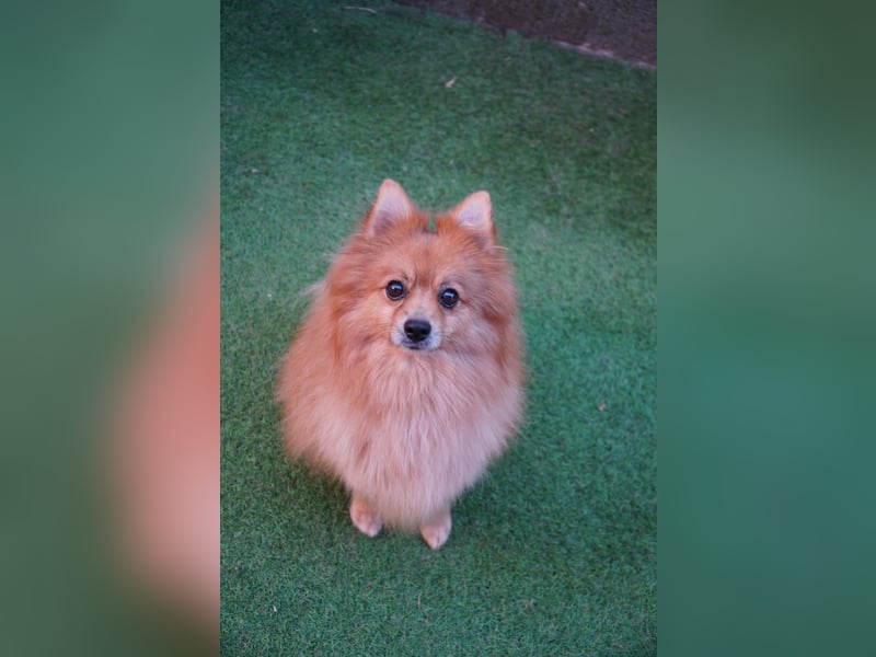 Teddy - Teo ein echter Spitz