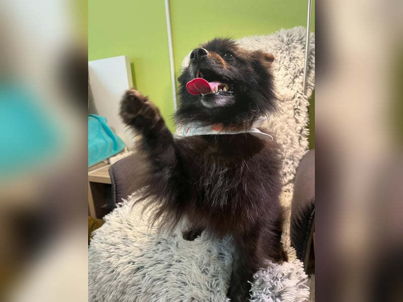 Paco2 SR – Kleiner Charmeur sucht liebevolles Zuhause