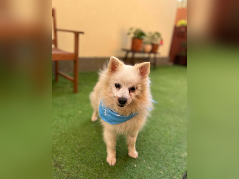 Stanley SR – kleiner Senior sucht großes Glück