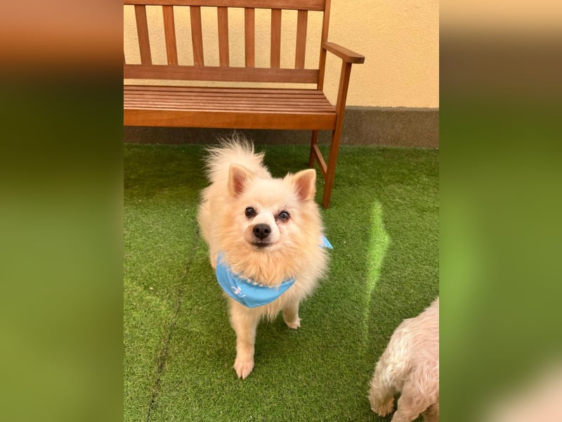 Stanley SR – kleiner Senior sucht großes Glück