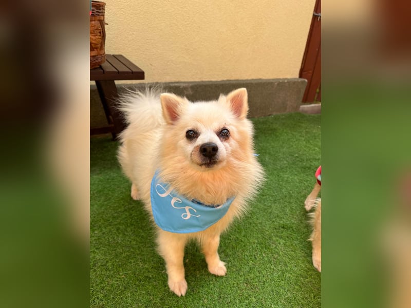 Stanley SR – kleiner Senior sucht großes Glück