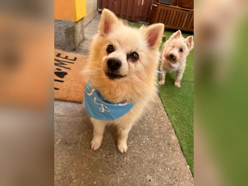 Stanley SR – kleiner Senior sucht großes Glück