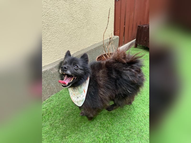 Paco2 SR – Kleiner Charmeur sucht liebevolles Zuhause