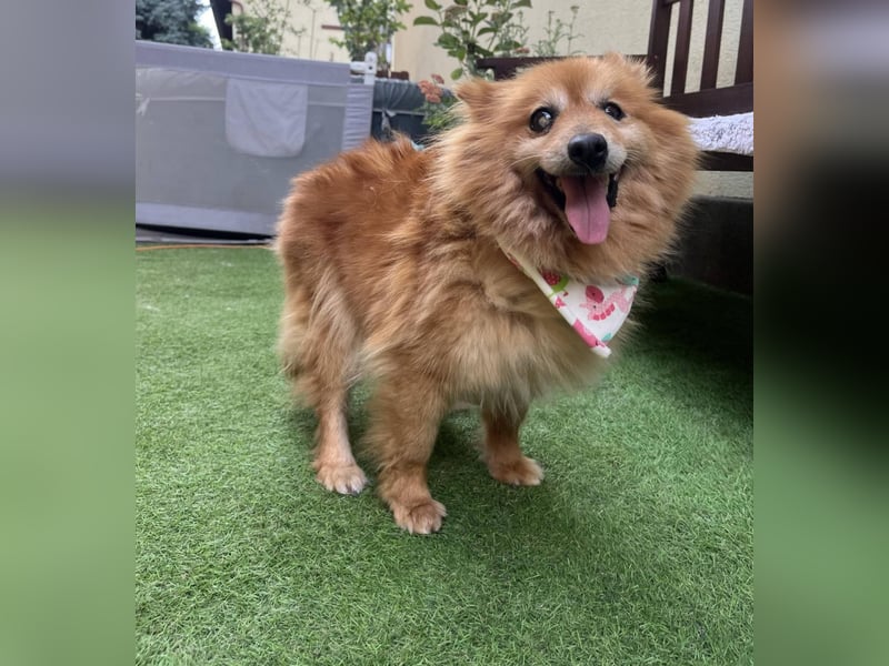 Berta2 SR – kleine Kämpferin mit großem Herz sucht Geborgenheit