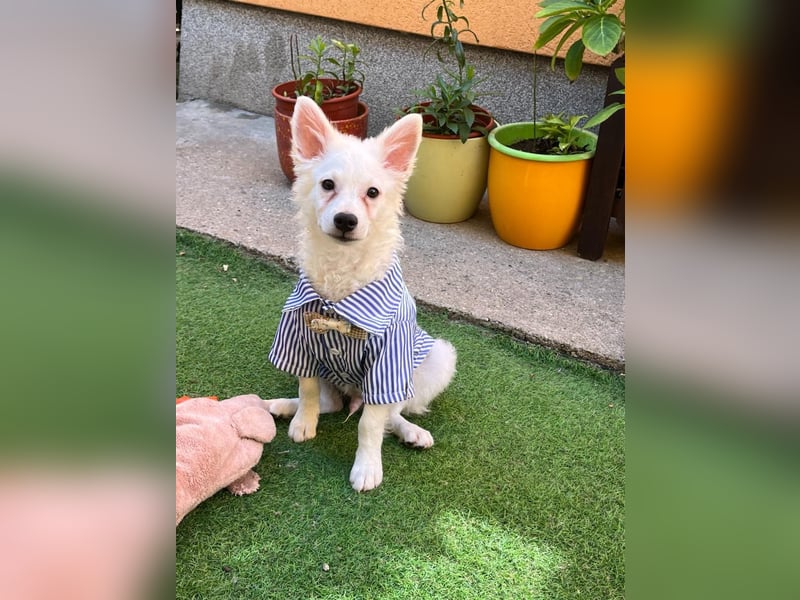 Eszkimo-SR- Kleiner Diamant auf vier Pfoten sucht seine Familie