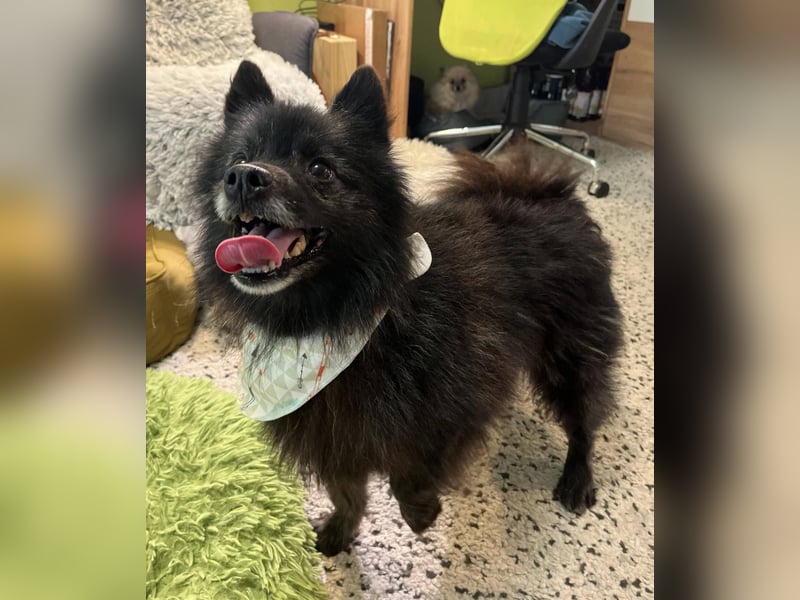 Paco2 SR – Kleiner Charmeur sucht liebevolles Zuhause