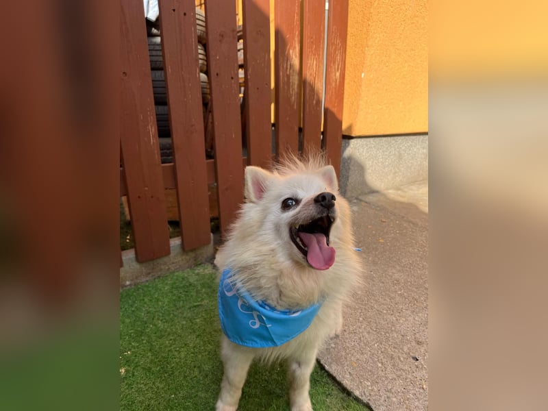 Stanley SR – kleiner Senior sucht großes Glück