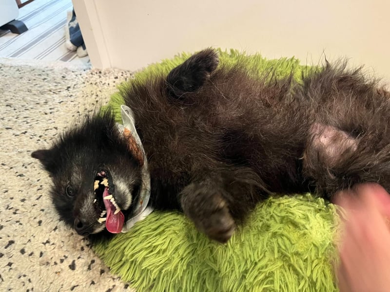 Paco2 SR – Kleiner Charmeur sucht liebevolles Zuhause