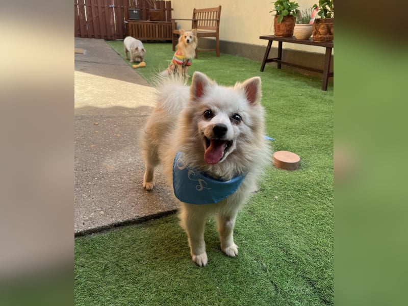 Stanley SR – kleiner Senior sucht großes Glück