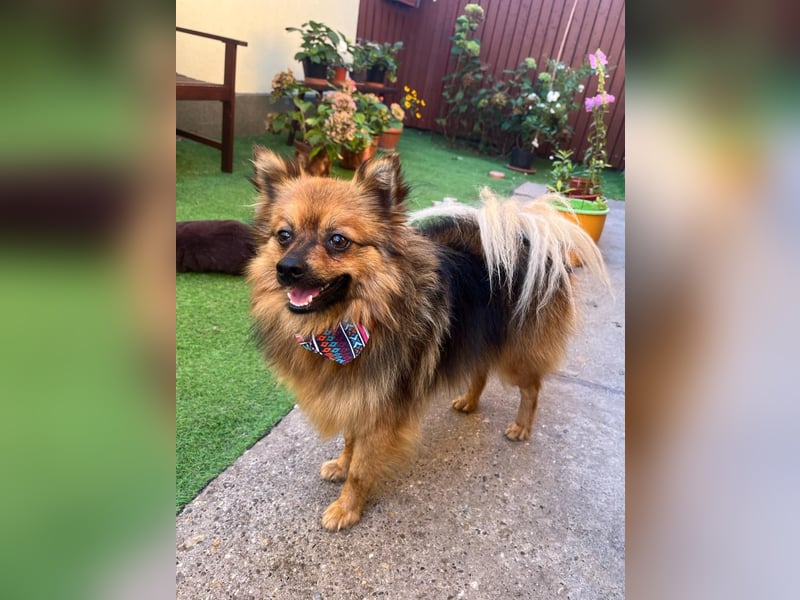 Der fröhliche Oliver – kleiner Spitzmann sucht sein Zuhause 