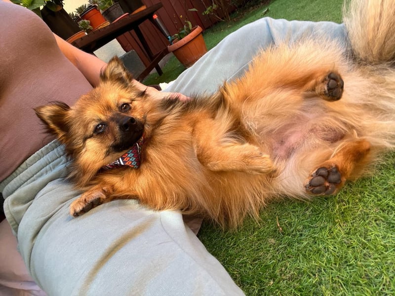 Der fröhliche Oliver – kleiner Spitzmann sucht sein Zuhause 