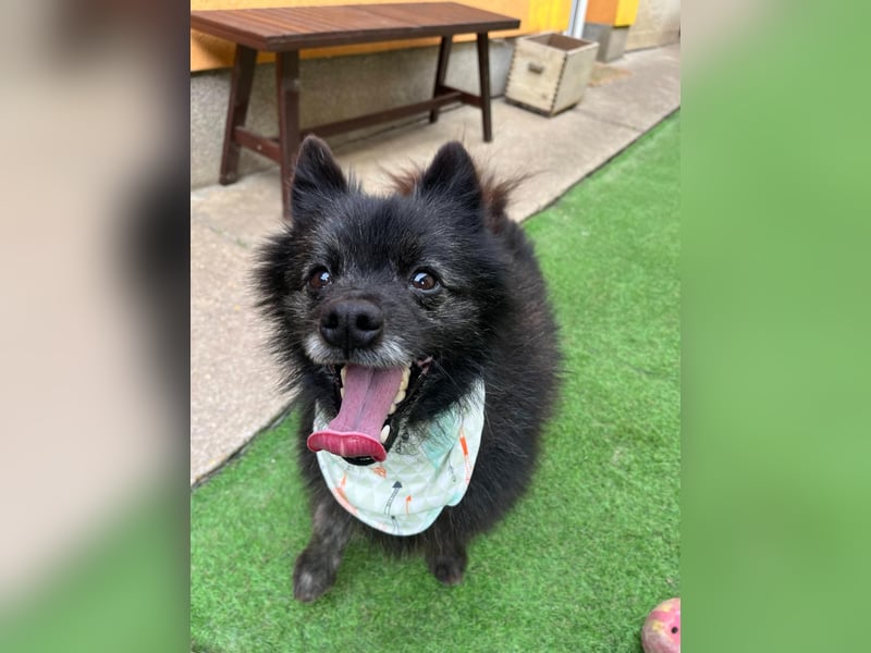 Paco2 SR – Kleiner Charmeur sucht liebevolles Zuhause