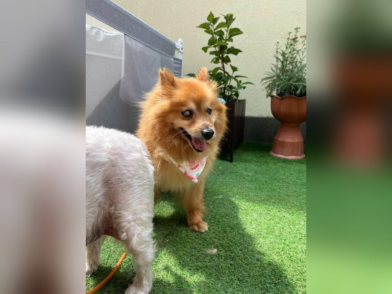 Berta2 SR – kleine Kämpferin mit großem Herz sucht Geborgenheit