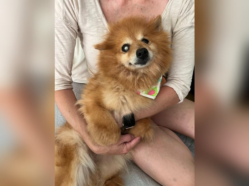 Berta2 SR – kleine Kämpferin mit großem Herz sucht Geborgenheit