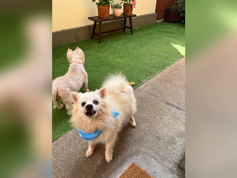 Stanley SR – kleiner Senior sucht großes Glück