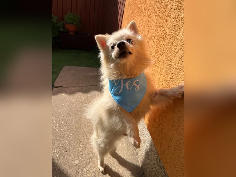 Stanley SR – kleiner Senior sucht großes Glück